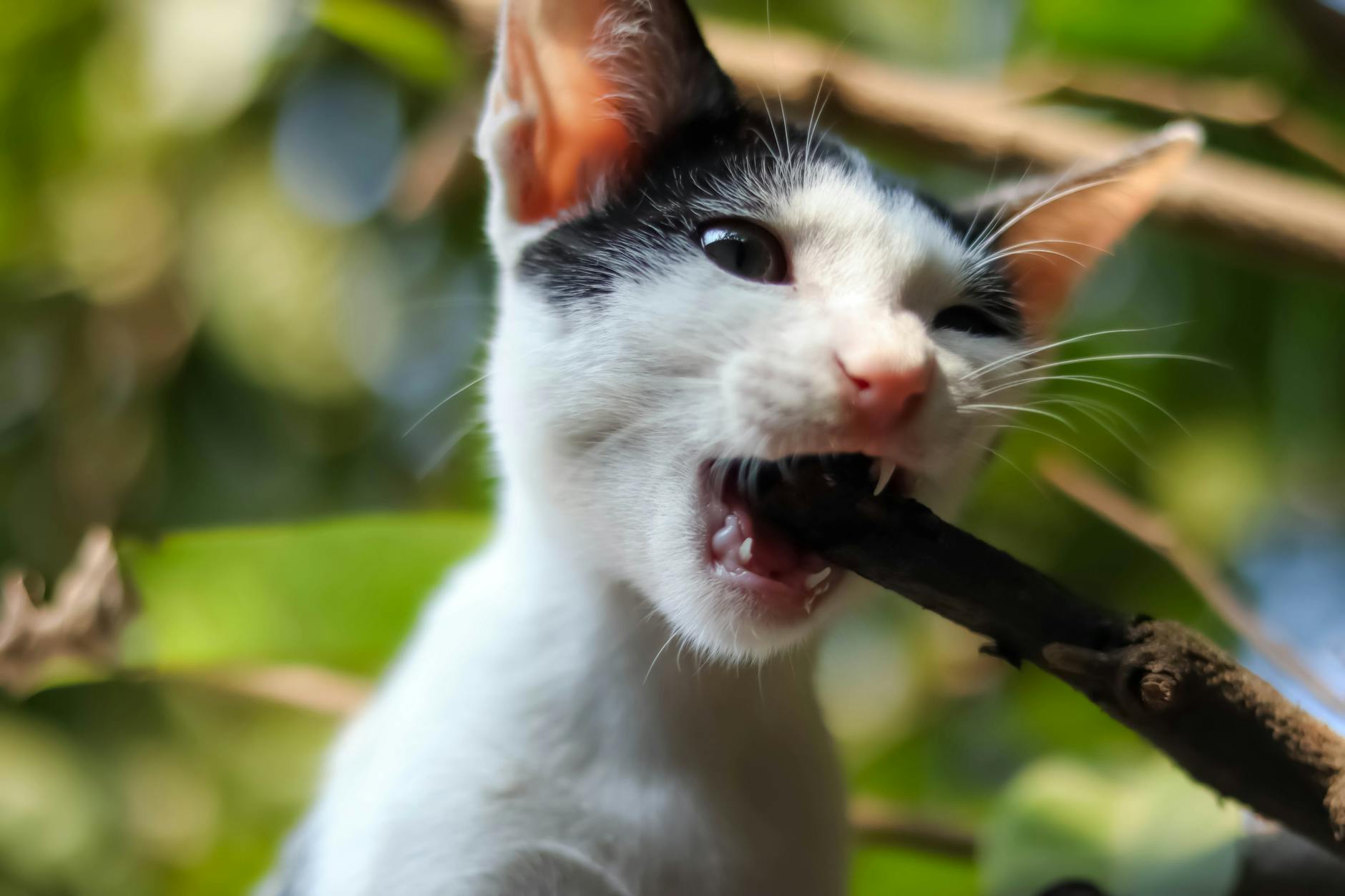 Cate Blanchett in a dramatic headshot, promoting her award-winning roles.
