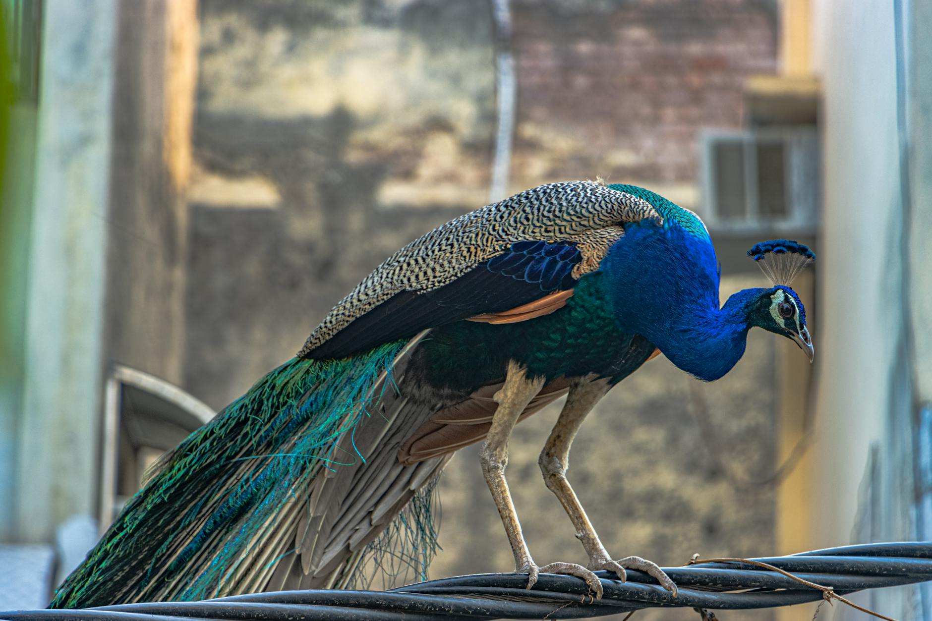 Peacock logo and text promoting new 2026 NBCUniversal movies streaming free.